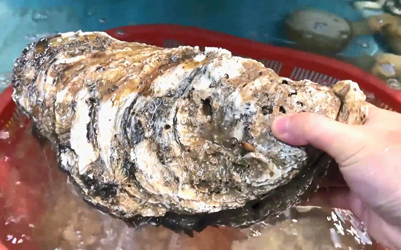 Hoe eten professionele boeren oesters?