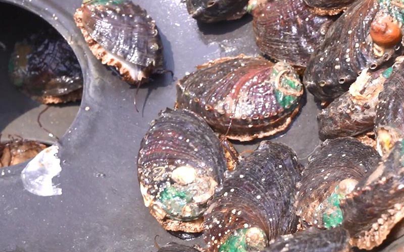 Voedende Abalone