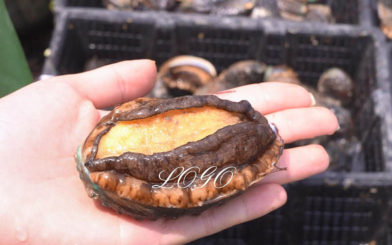 Mollige Abalone